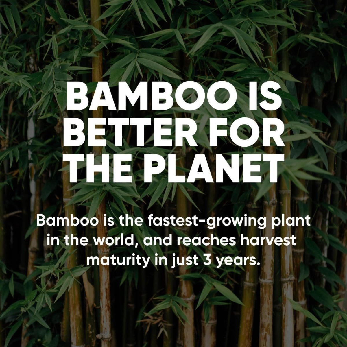Bamboo Facial Tissues - VitalNest